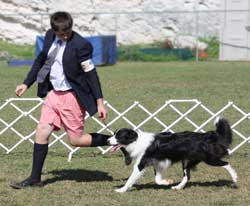 border collie