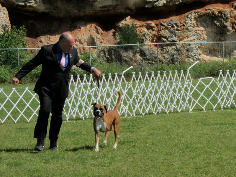 Boxer_9762