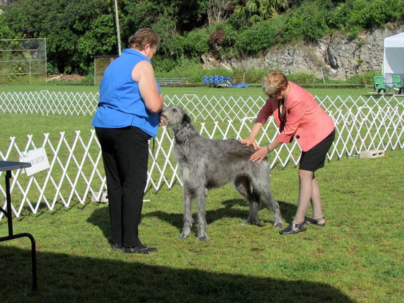 Deerhound26_9636_2