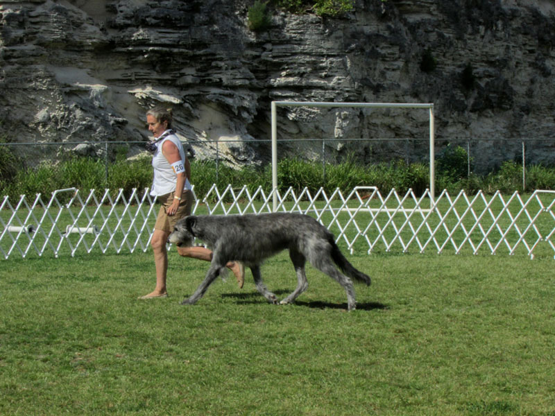 Deerhound26_9950