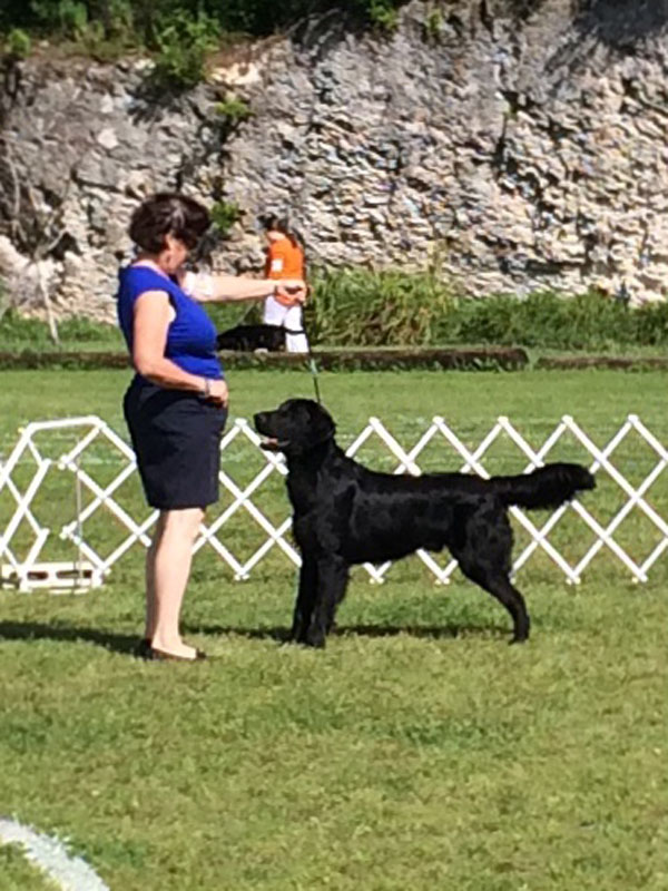 Flatcoat1