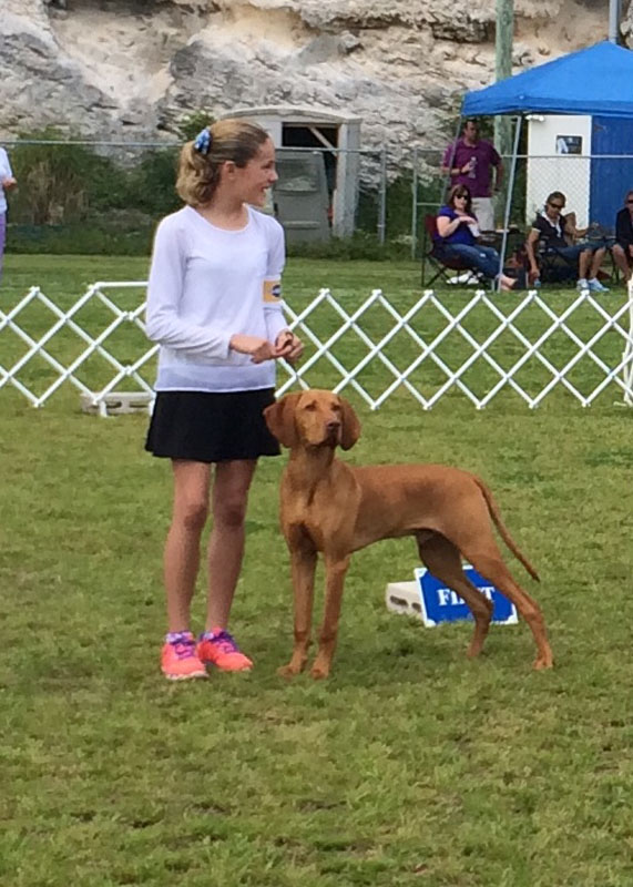 Vizsla2