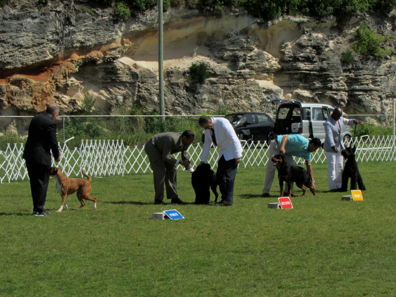 WorkingDogs