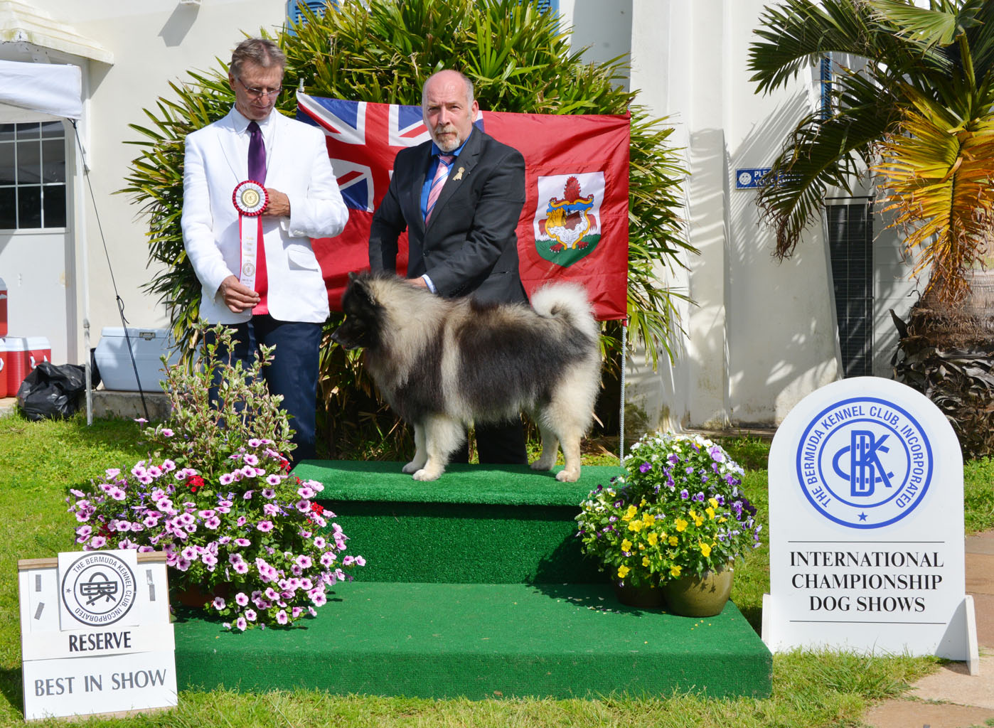 Keeshond_51