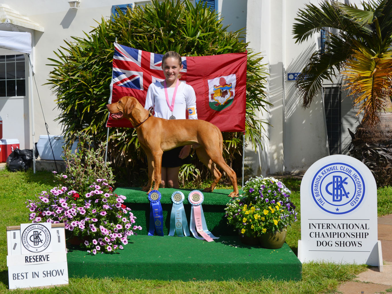 Vizsla_21_RBIS