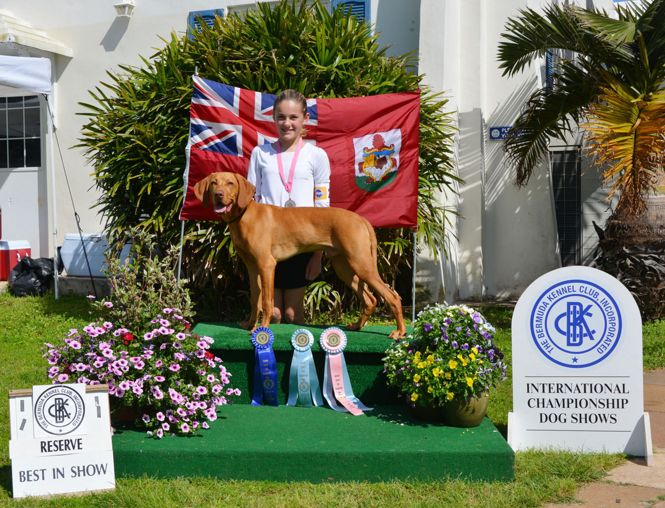 Vizsla_21_RBIS_B
