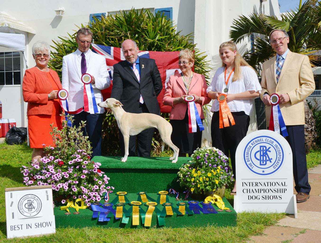 Whippet_29