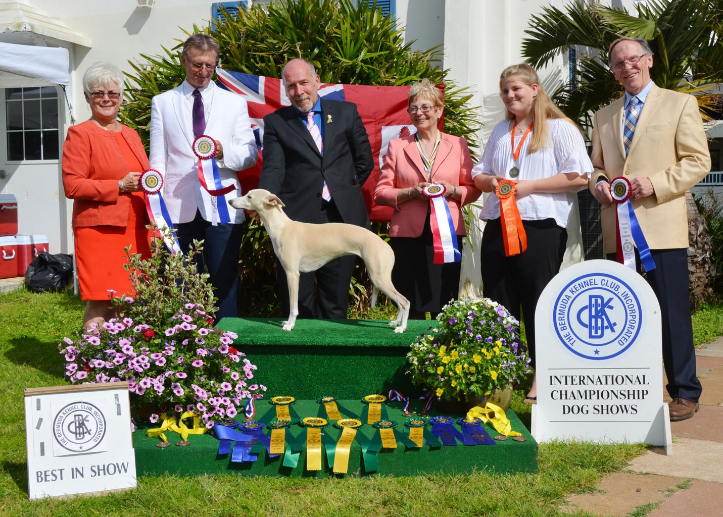 Whippet_29B