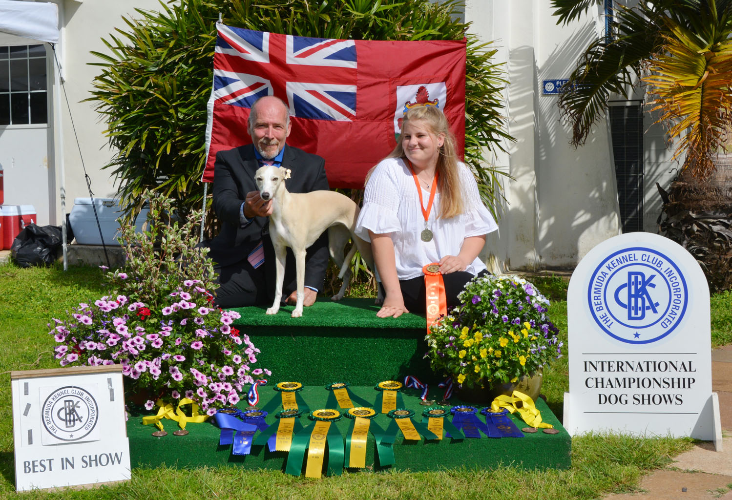 Whippet_29D